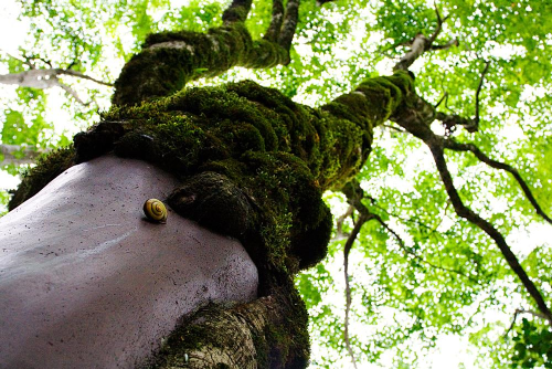 Snail on Tree with Moss - Classical Acupuncture from The Dao Acupuncture